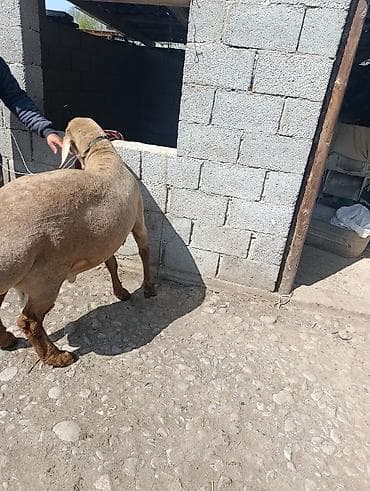 немецкий овчарок: Продаю | Баран (самец) | Для разведения | Племенные — 2