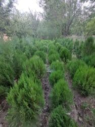 садовые инструменты: Саженцы деревьев: Туи, Бесплатная доставка — 8