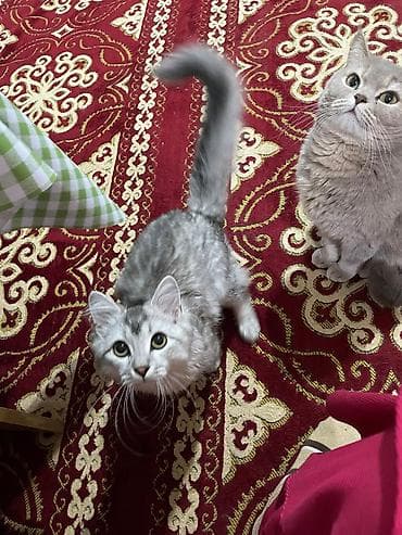 котенок шиншилла купить: Мальчик, Приучена к лотку — 2