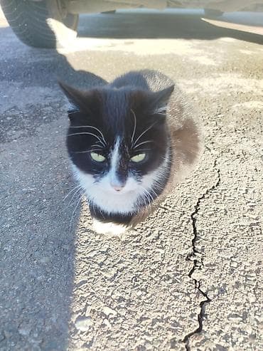 сколько стоят британские котята: Кошки для пристройства - Порода: беспородные, домашние — 1