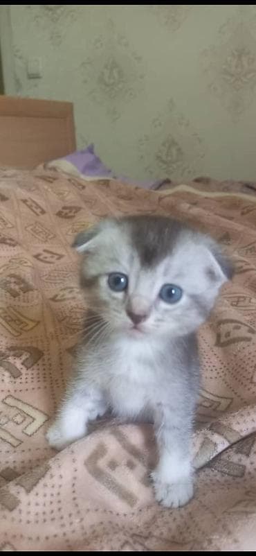 шотлан: Шотландский вислоухий котёнок (Scottish Fold) - Окрас — 2