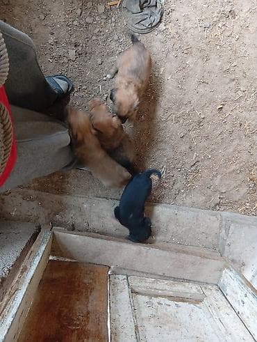 щенки ротвейлер: Щенки помеси (метисы), помет из 5 малышей. Окрас преимущественно рыжий — 1