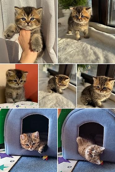 саванна кошка цена: Скотиш Страйт (Шотландская прямоухая), 1 год, Девочка, Приучена к лотку — 3