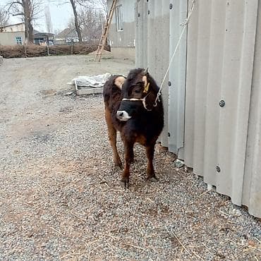 ош иттер: Сатам | Кунаажын | Алатоолук | Бордоп семиртүү үчүн | Байланган — 4