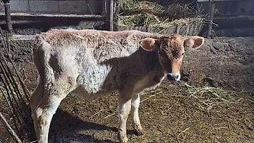 Животные: Продаю | Музоо, торпок | На откорм | Искусственник — 6