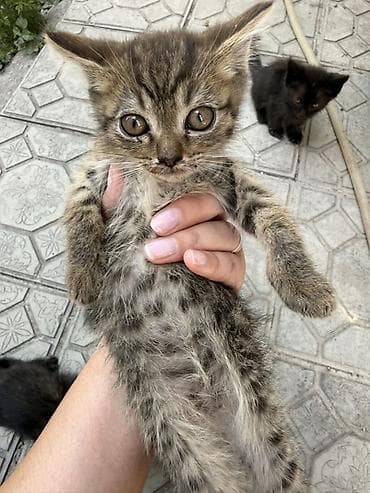 Үй жаныбарлары: Котята из одного помёта - Возраст: 2,5 месяца - Окрас: несколько — 3