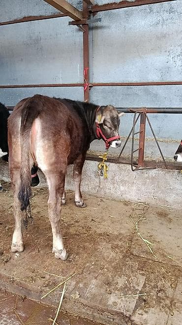 Аквариумдар: Сатам | Уй (ургаачы), Кунаажын | Швиц | Көбөйтүү үчүн, Сүт алуу үчүн | Асыл тукумдуу, Кысыр, Жасалма уруктандырылган — 3