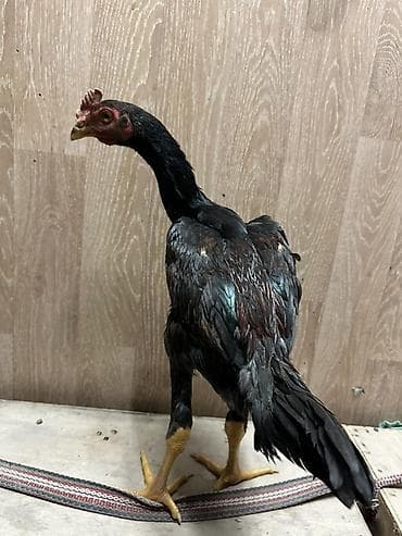 ротвейлер собаки: Продаю | Петух | Бойцовая | Для разведения — 2