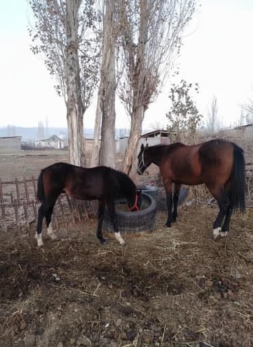 сколько стоит померанский шпиц в бишкеке: Продаю | Жеребенок | Для разведения — 1