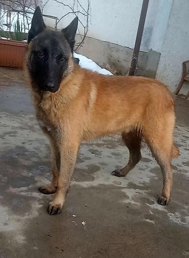 Иттер сатылат: Бельгийская овчарка (малинуа), 6 месяцев 🐕‍🦺 Продаётся молодая — 3