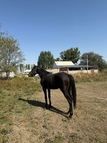продаю жеребца: Сатам | Байтал | Ат спорту — 1