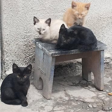 Животные: Кошка даром: Сиамская, 2 месяца, Девочка, Приучена к лотку — 5