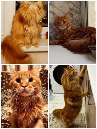 Мейн-кун, 8 месяцев, Мальчик, Красный