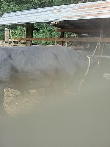 Продаю | Бык (самец) | Ангус | Для разведения | Привязанные at lalafo.kg Продаю | Бык (самец) | Ангус | Для разведения | Привязанные