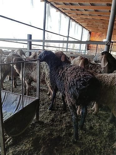 арашан овцы: Сатам | Кочкор (эркек) | Арашан | Көбөйтүү үчүн | Асыл тукумдуу, Жасалма жол менен боозутуу — 4