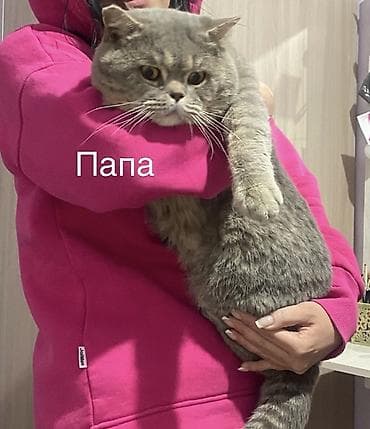 коты сфинкс: Шотландские котята с вислоушками - Порода: шотландская вислоухая — 3