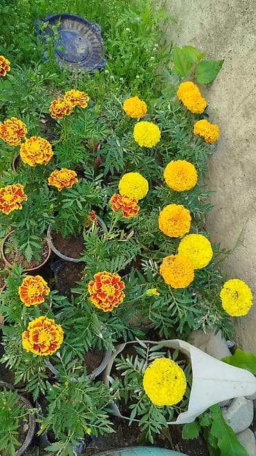 фикус триангулярис: Рассада и комнатные растения в горшках Предлагаются: - — 9