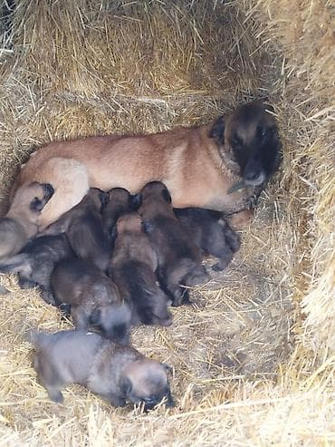 Щенки бельгийской овчарки (малинуа) - Помёт от рабочей суки малинуа — 2