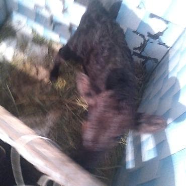 Продаю | Тёлка | Для молока | Искусственник