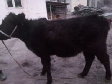 коровы молочной породы купить: Продаю | Тёлка | Абердин-ангус | На откорм | Привязанные — 1