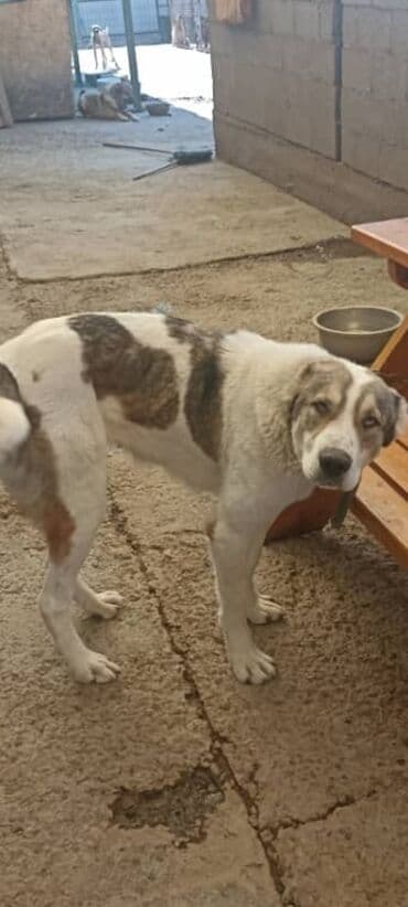 продажа щенков немецкой овчарки с документами в бишкеке: Алабай, 2 года, Самка — 1