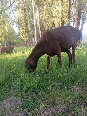 сколько стоит корова дойная: Продаю | Овца (самка) | Арашан | Для разведения | Матка — 4