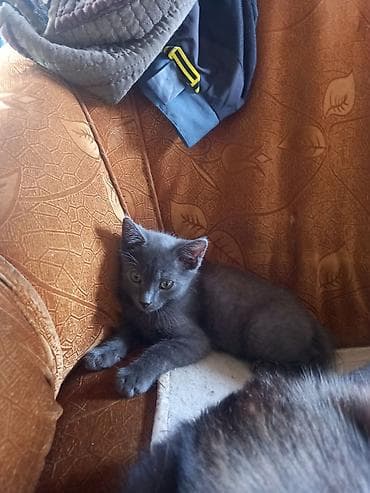 я ищу котят: Милые котята ищут добрые руки! велосипед состояние нормальное,требует — 1