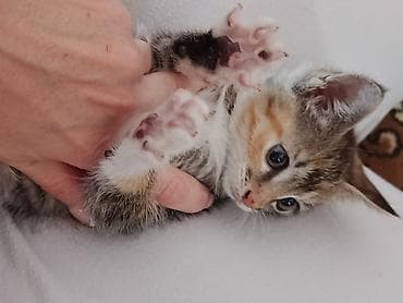 бенгальская домашняя кошка: Котёнок трёхцветный (черепаховый) с белыми “носочками” и яркими рыжими — 3