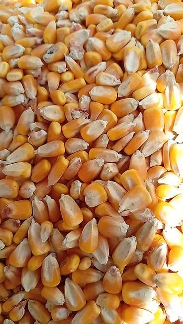 цветы фикусы: Кукуруза, сухое зерно - Желтые полновесные зерна, зашлифованные с — 1