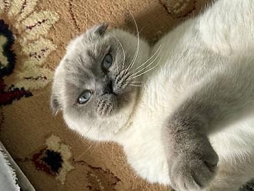 кошка лысая: Вязка: Скотиш Фолд (Шотландская вислоухая), Девочка, 1 год, С документами, С прививками, Серый — 4