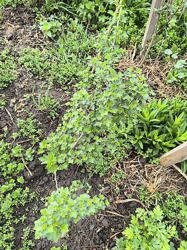 красная рыба: Крыжовник красноплодный (сортовой уст). Куст 2-х летка .Цена — 9