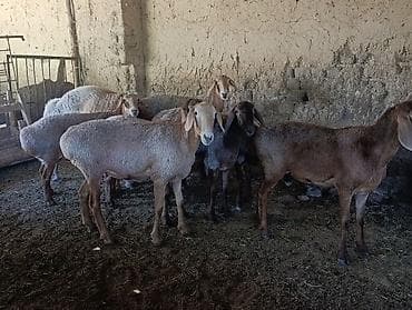 продам пони: Продаю | Овца (самка) | Для разведения | Племенные — 3