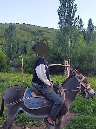 купить собаку такса: Осёл для верховой езды и хозяйственных работ - Породистый рабочий — 3