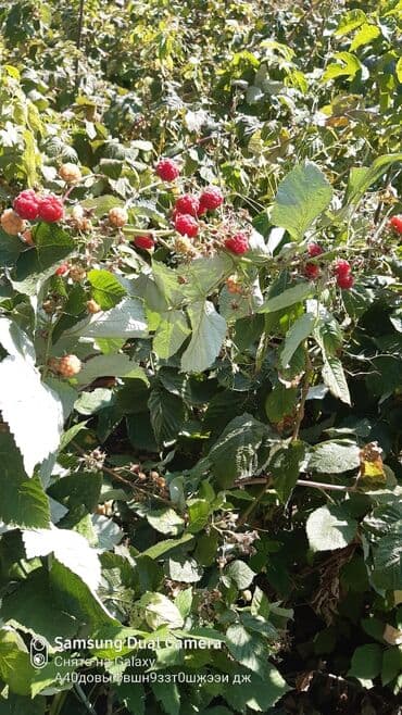 саженцы малины геракл: Саженцы малины ремонтантная сорт геркулес — 2