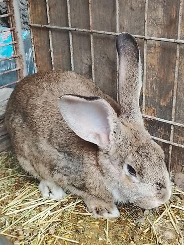 домашние тоок: Продаю | Крольчиха (самка) | Для разведения — 2