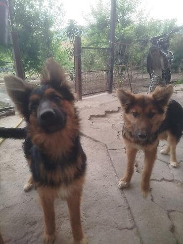 Мама- овчарка,папа-полуовчарка)) Две девочки! Щенки средних размеров с