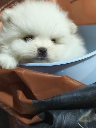 шпицы цена: ШПИЦ ПОД БРОНИРОВАНИЕ щенкам месяц, цена указана без документов, при — 1