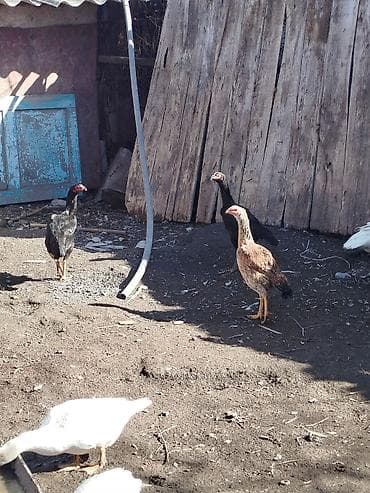 Мышыктар: Сатам | Короздор | Тебиштирүүчү | Көбөйтүү үчүн — 1