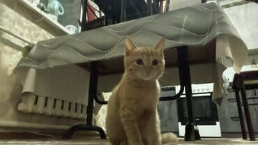 отдам кошечку в добрые руки: 4 месяца, Девочка, Проглистована — 1