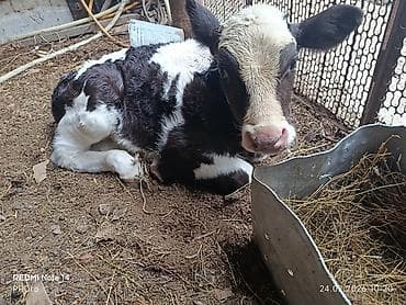 Продам с/х животных: Продаю | Бык (самец), Музоо, торпок | Полукровка | На откорм, Для разведения | Осеменитель, Искусственник — 1