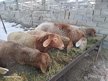 овцы дорпер купить: Продаю | Овца (самка) | Для разведения — 4