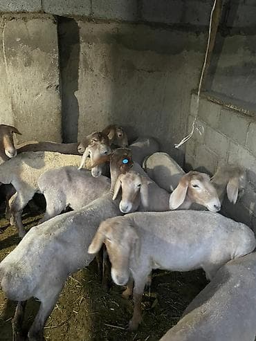 степке алмашам: Сатам | Козу | Арашан | Көбөйтүү үчүн — 4