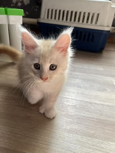 коты белый: Продаётся эксклюзивный редкий Полидактилия красный серебро, с полным — 6