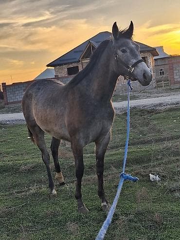 полукров тай: Продаю | Кобыла (самка), Жеребенок | Английская | Конный спорт | Племенные — 5