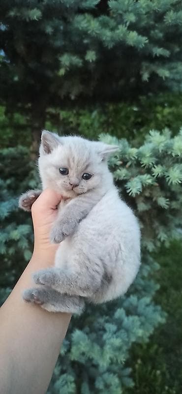 британцы котята: Британские короткошерстные котята с голубыми глазами, окраса поинт — 7