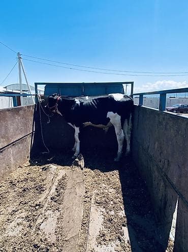 продажа кота: Продаю | Бык (самец) | Голштин | На откорм | Осеменитель — 4