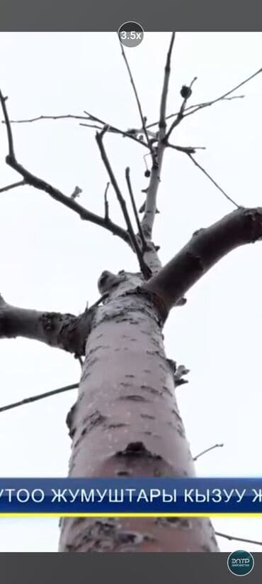 Газон: Алма бутайбыз бардык турун Бишкек Чуй — 3