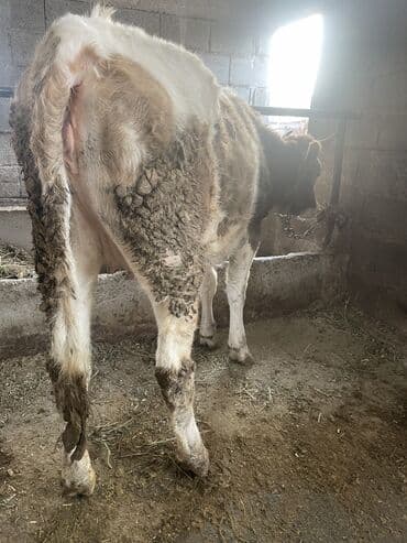 Продаю | Тёлка | Алатауская | Для разведения, Для молока | Стельные, Нетель