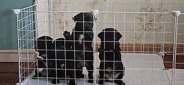 той пудель бишкек: Продажа собак — 4