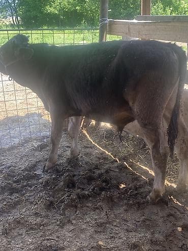 Продаю | Бык (самец) | Привязанные — 9